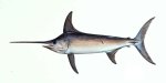 swordfish