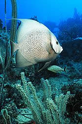 Angelfish Reef Dive Site Norman Island BVI