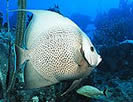 Angelfish Reef Dive Site Norman Island British Virgin Islands