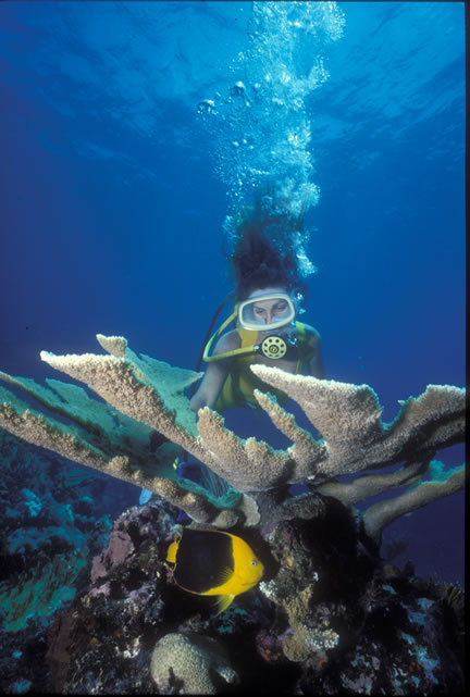 Twin Towers Dive Site Jost Van Dyke BVI