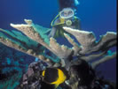 Twin Towers Dive Site Jost Van Dyke British Virgin Islands