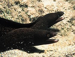 Blonde Rock Dive Site Peter Island BVI