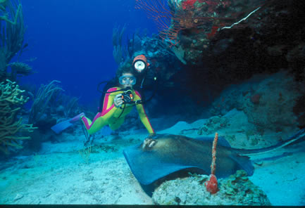 Spyglass Wall Dive Site Norman Island BVI