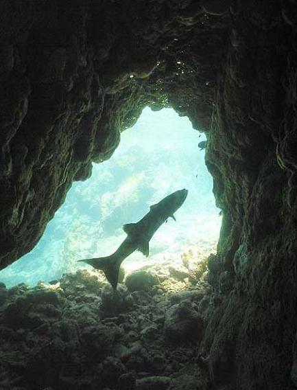 The Indians Dive Site Norman Island BVI