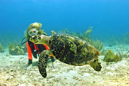 Alice in Wonderland Dive Site Ginger Island BVI