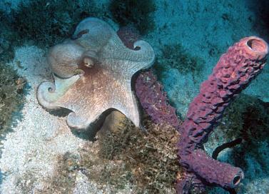 Mountain Point Dive Site Virgin Gorda BVI