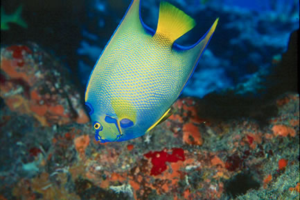 Santa Monica Rock Dive Site Norman Island BVI