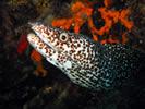 The Aquarium Dive Site Virgin Gorda British Virgin Islands