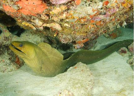 Dead Chest West Dive Site Peter Island BVI