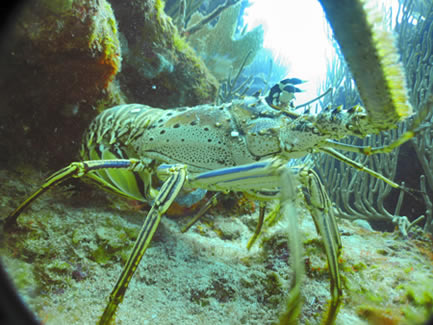 Spratt Point Dive Site St Thomas USVI