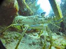 Spratt Point Dive Site St Thomas US Virgin Islands