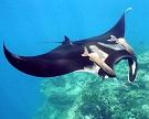 The Playground Dive Site Jost Van Dyke British Virgin Islands