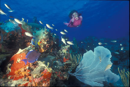 Brewers Bay Pinnacles Dive Site Tortola BVI