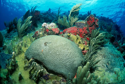 Grand Central Dive Site Tortola BVI