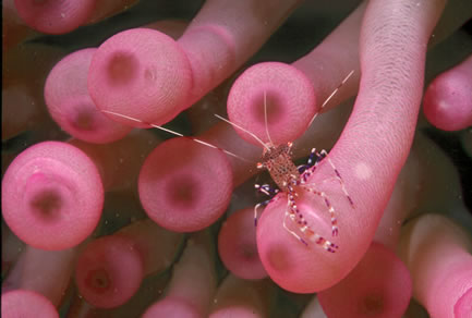 The Invisibles Dive Site Virgin Gorda BVI