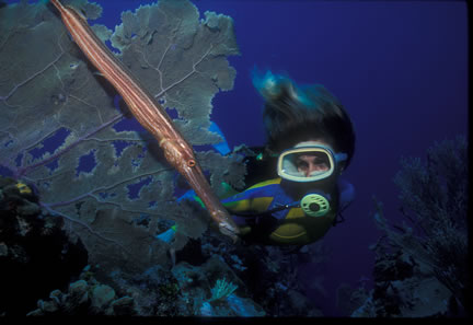 Carval Rock Dive Site Cooper Island BVI