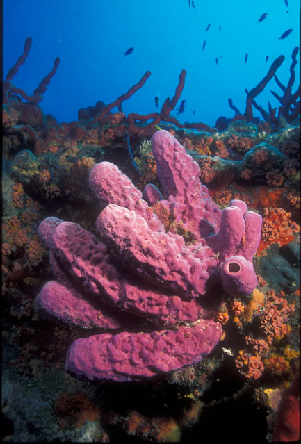 Broncho Billys Dive Site Virgin Gorda BVI