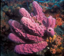 Broncho Billys Dive Site Virgin Gorda British Virgin Islands