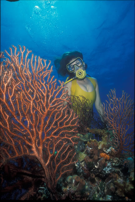 Ginger Steps Dive Site Ginger Island BVI
