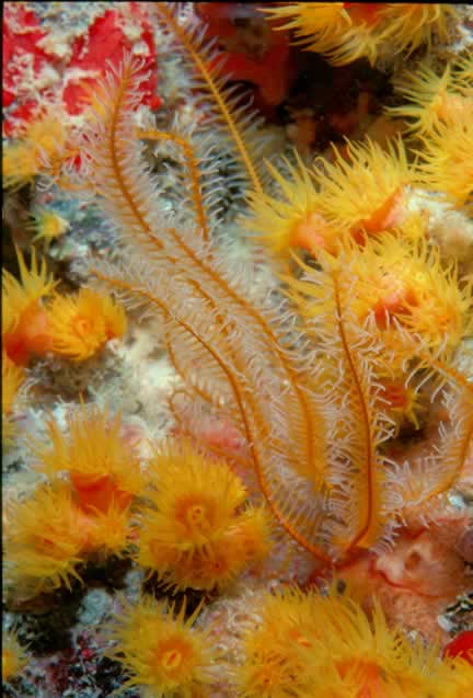 Ringdove Rock Dive Site Norman Island BVI