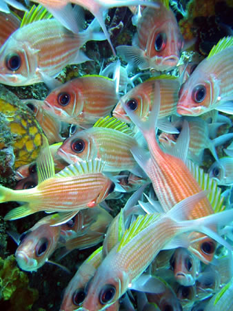 Wall to Wall Dive Site Virgin Gorda BVI