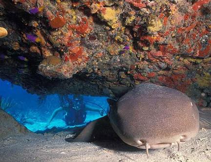 Shark Point Dive Site Peter Island BVI