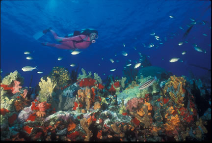 Coral Gardens Dive Site Peter Island BVI