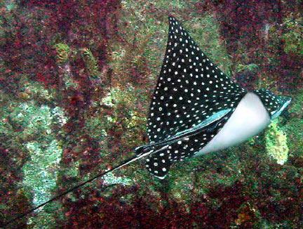 Cistern Point Dive Site Cooper Island BVI