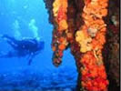 Cartanser Sr Dive Site St Thomas US Virgin Islands