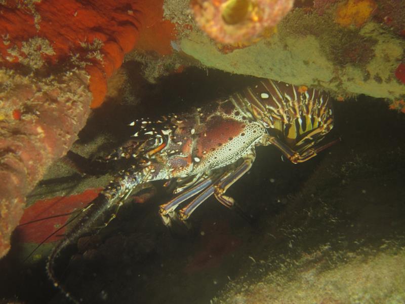 The Mouse Trap Dive Site Tortola BVI