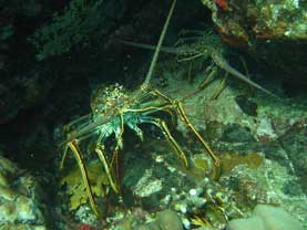 Tunnels of Thatch Cay Dive Site St Thomas US Virgin Islands