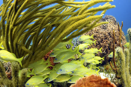 Vanishing Rock Dive Site Salt Island BVI