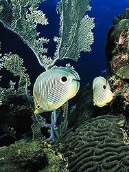 Snapper Valley Dive Site St Thomas USVI