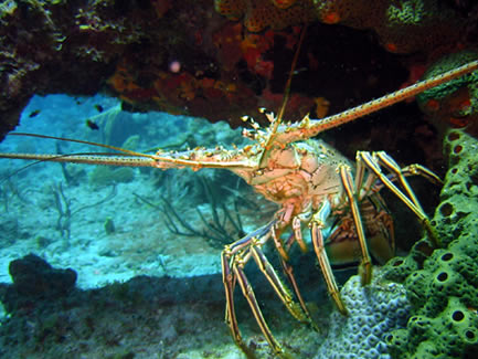 Markoe Point Dive Site Cooper Island BVI