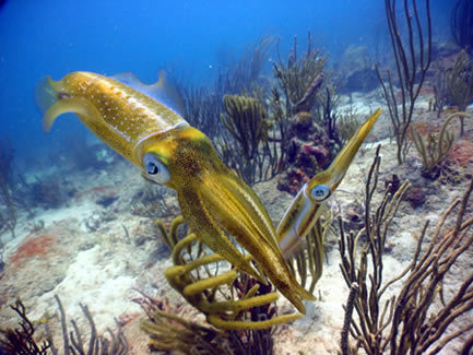 Visibles Dive Site Virgin Gorda BVI