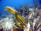 Visibles Dive Site Virgin Gorda British Virgin Islands