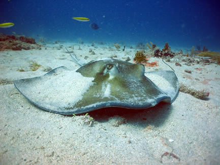 Kennedy Dive Site St Thomas USVI