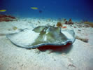 Kennedy Dive Site St Thomas US Virgin Islands