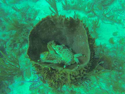 Cow and Calf Rocks Dive Site St Thomas USVI