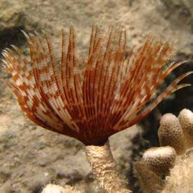 Maple Leaf Dive Site St John US Virgin Islands