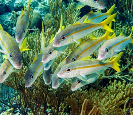 Little St James Reef Dive Site St John USVI